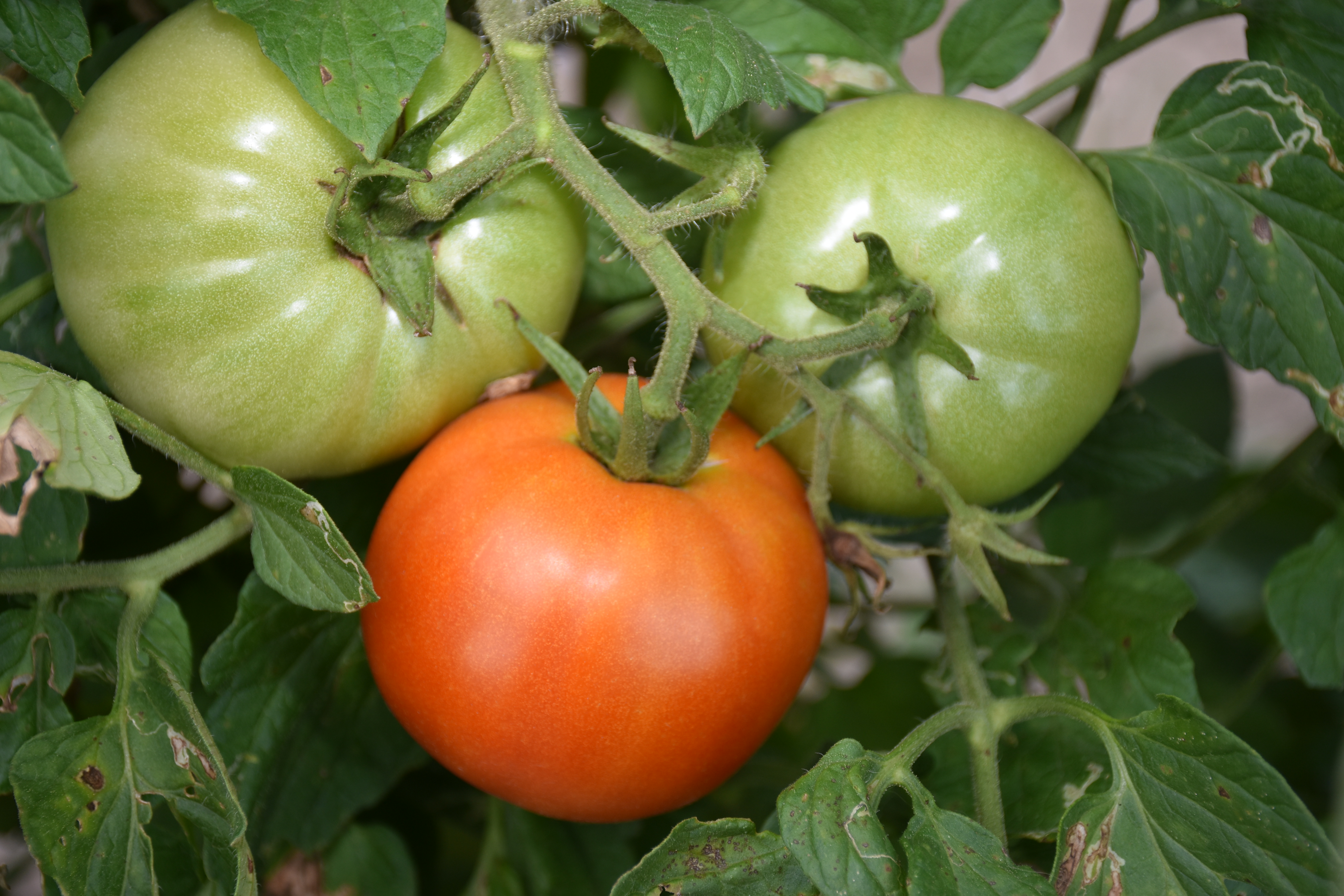 Tomato field day brings out enthusiasm, competitive spirit 